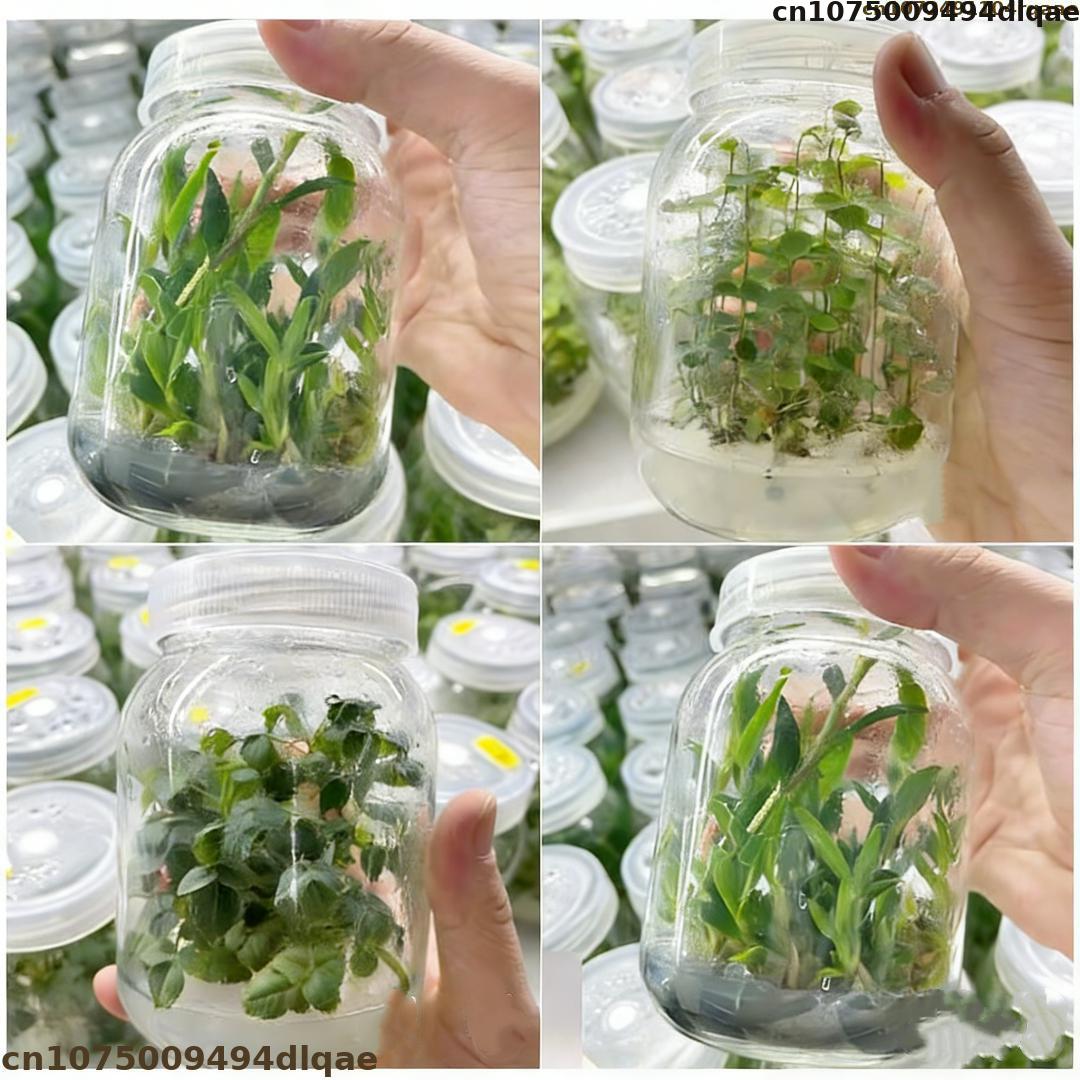 Agar Tissue Culture - Poudre d'Agar pour Culture de Tissus